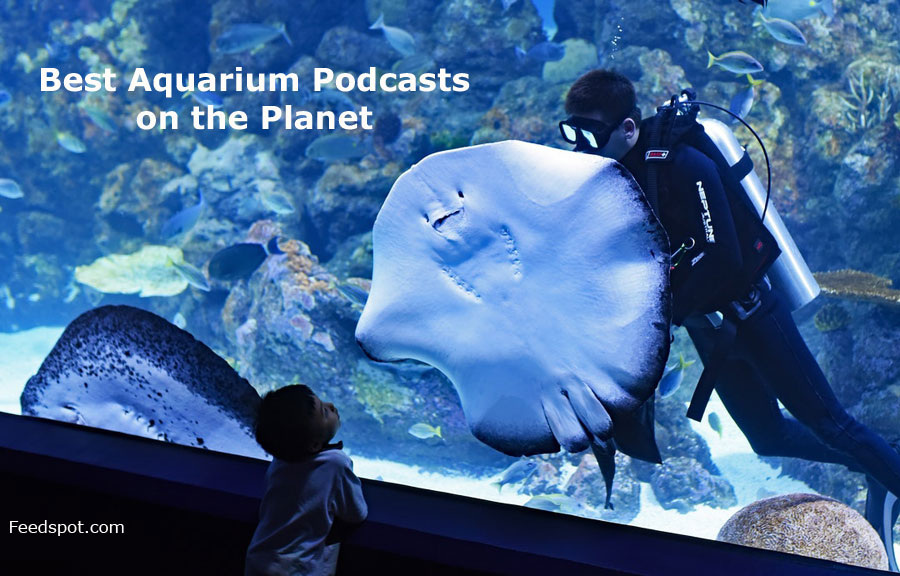 Official Site for The Fish Tank Podcast - THE PODCAST