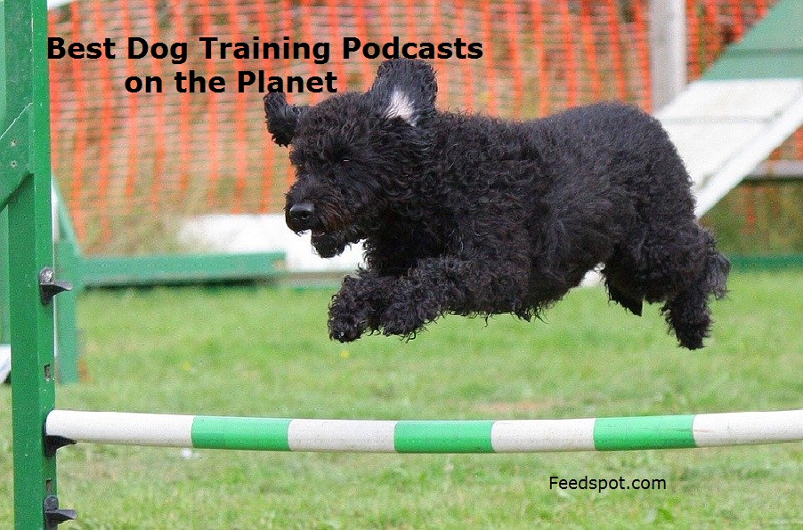 45 Best Dog Training Podcasts For Dog Owners You Must Follow in 2024